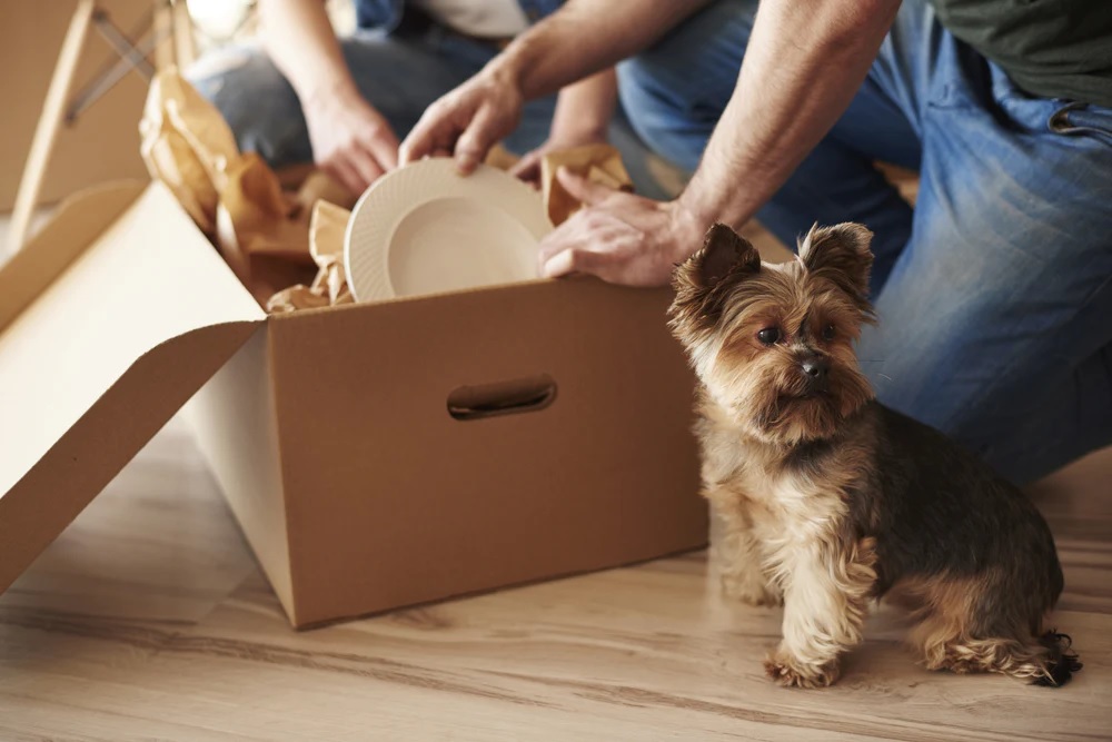 How To Navigate Pet Relocation